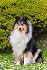 Collie Hndin