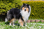 Collie Hndin