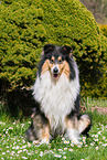 Collie Hndin