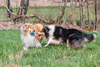 Collie Hndinnen