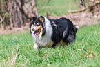 Collie Hndinnen