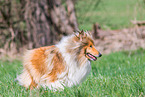Collie Hndin