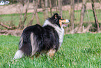 Collie Hndin