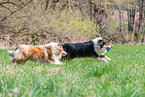 Collie Hndinnen
