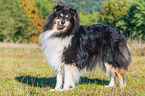 ausgewachsener Collie