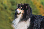 ausgewachsener Collie