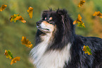 ausgewachsener Collie