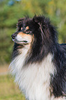 ausgewachsener Collie