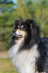 ausgewachsener Collie