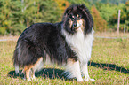 ausgewachsener Collie