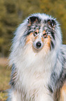 ausgewachsener Collie