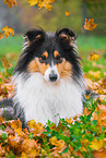 Collie Hndin