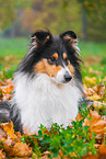 Collie Hndin