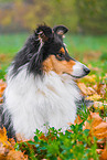 Collie Hndin