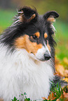 Collie Hndin