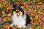 Collie Hndin