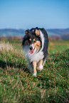Collie Hndin