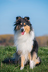 Collie Hndin