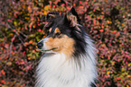 Collie Hndin