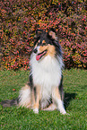 Collie Hndin