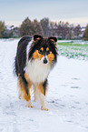 Collie Hndin