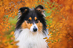 Collie Hndin