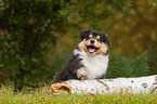 Collie Welpe