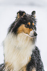 Collie im Winter