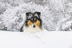 Collie im Winter