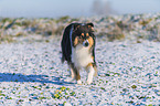 Collie im Winter