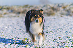 Collie im Winter
