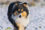 Collie im Winter