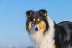 Collie im Winter