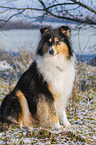 Collie im Winter