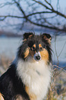 Collie im Winter