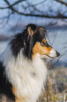 Collie im Winter