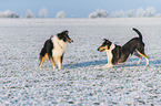 2 Collies