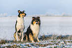 2 Collies