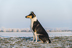 kurzhaariger Collie