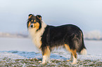 langhaariger Collie