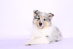 Collie Welpe