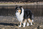 Collie Hndin