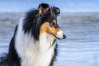Collie Hndin