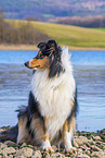 Collie Hndin