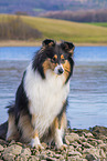 Collie Hndin