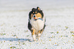 Collie Hndin