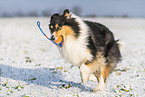 Collie Hndin