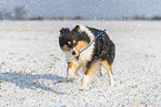 Collie Hndin
