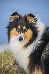 Collie Hndin