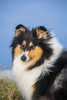 Collie Hndin